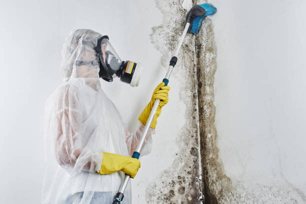 Best Commercial Mold Remediation in Garwood, NJ