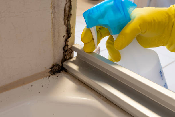 Best Kitchen Mold Remediation in Garwood, NJ