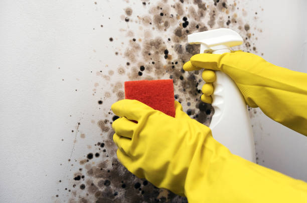 Best Industrial Mold Remediation in Garwood, NJ