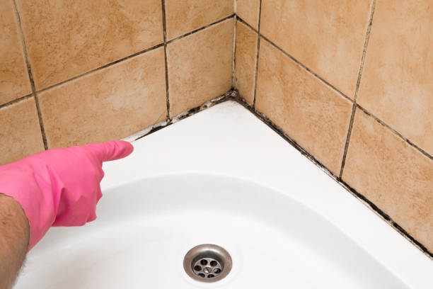 Best Basement Mold Remediation in Garwood, NJ
