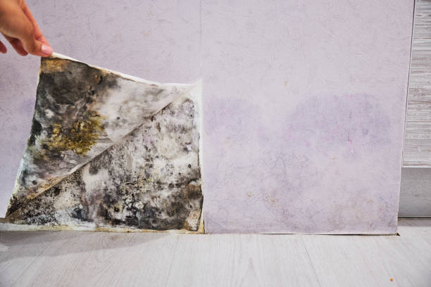 Best Post-Flood Mold Remediation in Garwood, NJ